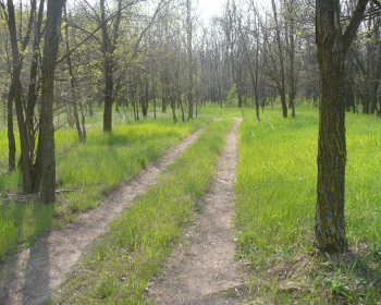 Kiskőrösi Erdőtervezési Körzet erdőterve