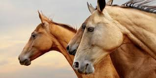 Lovas turisztikai szolgáltatás